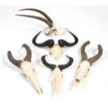 Antlers/Horns: A Selection of African Hunting Trophy Skulls, circa 1991, a varied selection of