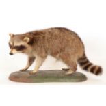 Taxidermy: North American Racoon (Procyon lotor), circa late 20th century, a full mount adult