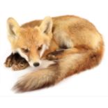 Taxidermy: European Red Fox (Vulpes vulpes), circa late 20th century, a full mount juvenile in