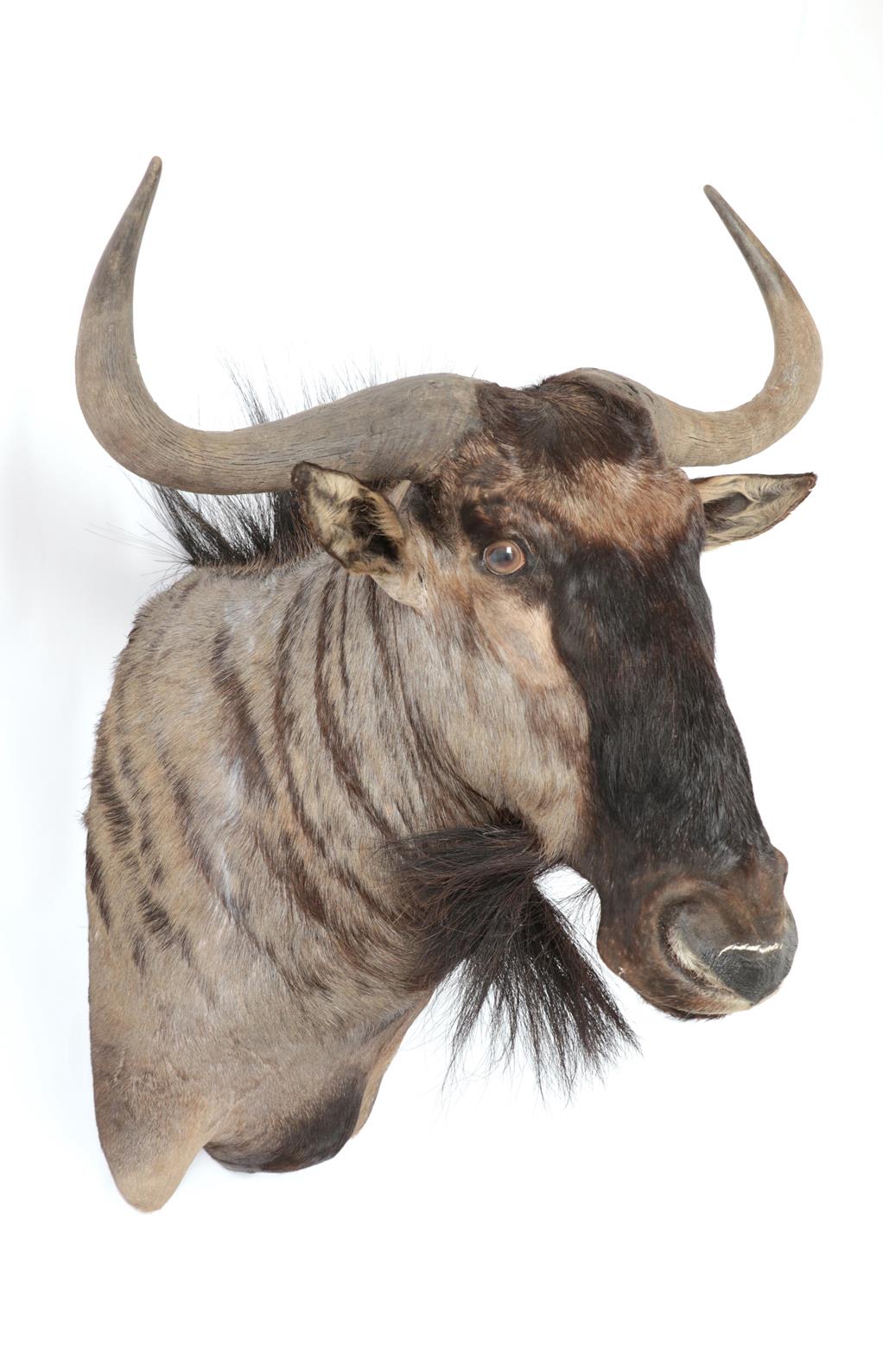 Taxidermy: Blue Wildebeest (Connochaetes taurinus), modern, South Africa, high quality adult bull