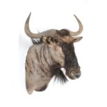 Taxidermy: Blue Wildebeest (Connochaetes taurinus), modern, South Africa, high quality adult bull