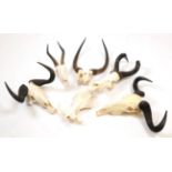 Horns/Skulls: A Selection of African Game Trophy Skulls, modern, a varied selection of African