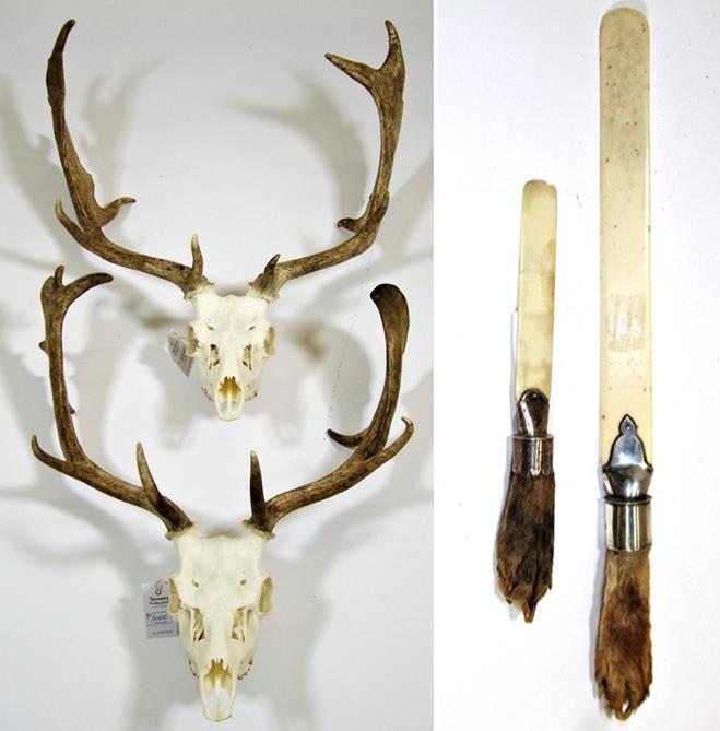 Antlers/Horns: European Fallow Deer (Dama dama), two sets of adult antlers on upper skulls, together