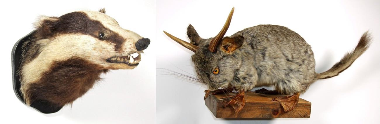 Taxidermy: Badger Mask and Wolperdinger, circa late 20th century, a European Badger mask looking