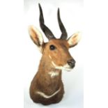 Taxidermy: Cape Bushbuck (Tragelaphus sylvaticus), modern, adult male shoulder mount with head