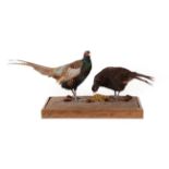 Taxidermy: A Pair of Melanistic Pheasants (Phasianus colchicus), modern, by George C. Jamieson,