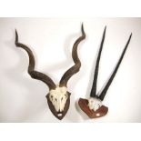 Antlers/Horns: Cape Greater Kudu & Gemsbok Oryx Horns, circa late 20th century, adult male Kudu