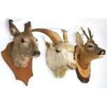 Taxidermy: Roe Deer & Domestic White Goat, circa late 20th century, a Roebuck neck mount looking