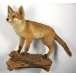 Taxidermy: A Juvenile Red Fox (Vulpes vulpes), circa late 20th century, a full mount juvenile Fox,