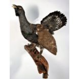 Taxidermy: European Capercaillie (Tetrao urogallus), circa late 20th century, full mount cock bird
