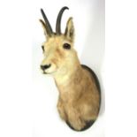 Taxidermy: Alpine Chamois (Rupicapra rupicapra), circa late 20th century, adult shoulder mount,