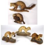 Taxidermy: European Countryside Animals, circa late 20th century, a varied selection to include -