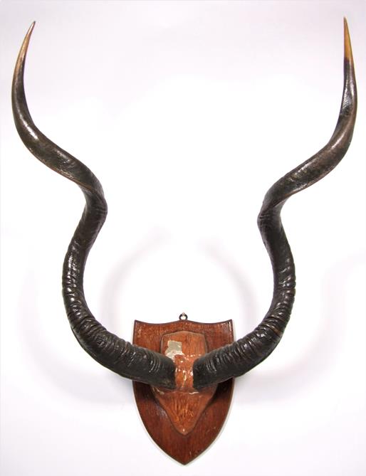 Antlers/Horns: A Selection of Trophy Horns & Antlers, a set of Cape Greater Kudu horns on plaster - Image 2 of 5