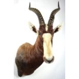 Taxidermy: Blesbok (Damaliscus pygargus phillipsi), modern, shoulder mount facing to the right, 50cm