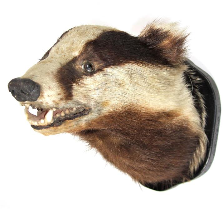 Taxidermy: Badger Mask and Wolperdinger, circa late 20th century, a European Badger mask looking - Image 4 of 4