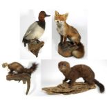 Taxidermy: European Countryside Animals and Bird, circa late 20th century, a full mount adult Red