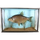 Taxidermy: A Large Cased Common Bream (Abramis brama), circa late 20th century, a large fibreglass