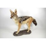 Taxidermy: Black-Backed Jackal (Canis mesomelas), modern, a high quality full mount stood upon a