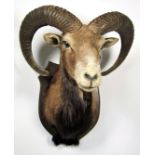 Taxidermy: European Mouflon (Ovis aries musimon), circa 1969, adult male approximately 5 year old