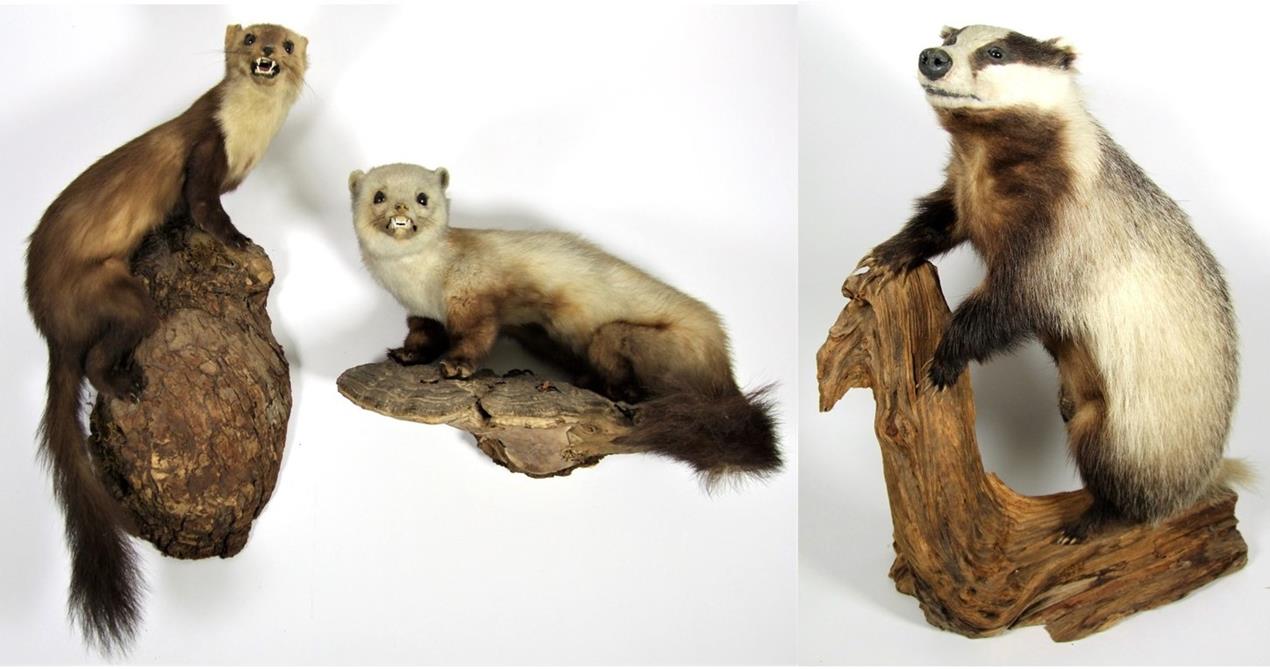 Taxidermy: European Countryside Animals, circa late 20th century, a full mount adult Badger stood