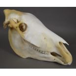 Skulls/Anatomy: Burchell's Zebra Skull (Equus quagga), modern, complete bleached skull, 51cm by 29cm