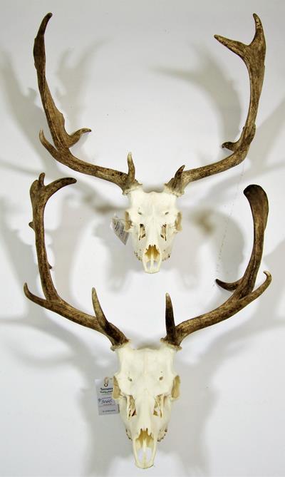 Antlers/Horns: European Fallow Deer (Dama dama), two sets of adult antlers on upper skulls, together - Image 2 of 5
