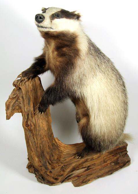 Taxidermy: European Countryside Animals, circa late 20th century, a full mount adult Badger stood - Image 2 of 3