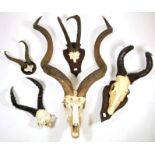 Antlers/Horns: African Hunting Trophy Horns, circa 1980's, a selection of various trophy horns to