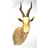 Taxidermy: White Blesbok (Damaliscus pygargus phillipsi), modern, high quality rare light coloured