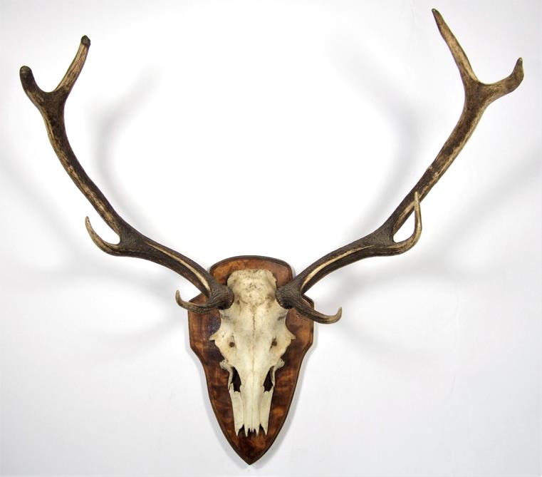 Antlers/Horns: A Selection of Trophy Horns & Antlers, a set of Cape Greater Kudu horns on plaster - Image 3 of 5