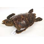 Taxidermy: Hawksbill Sea Turtle (Eretmochelys imbricata), circa 1920, full mount with head raised