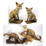 Taxidermy: European Countryside Animals, circa late 20th century, two full mount Juvenile Red Foxes,