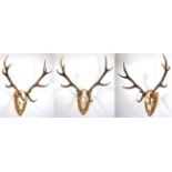 Antlers/Horns: European Red Deer (Cervus elaphus), circa October 1999, Tambach-Dietharz, Germany,