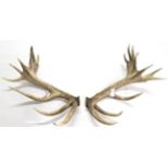 Antlers/Horns: An Impressive Pair of Cast Red Deer Antlers, (Cervus elaphus), a large impressive set