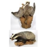 Taxidermy: European Badger & Greylag Goose, circa late 20th century, a full mount adult Badger stood