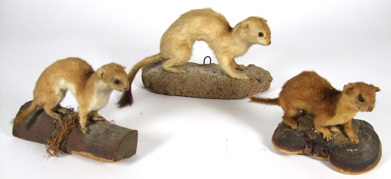 Taxidermy: European Countryside Animals, circa late 20th century, a varied selection to include - - Image 3 of 3