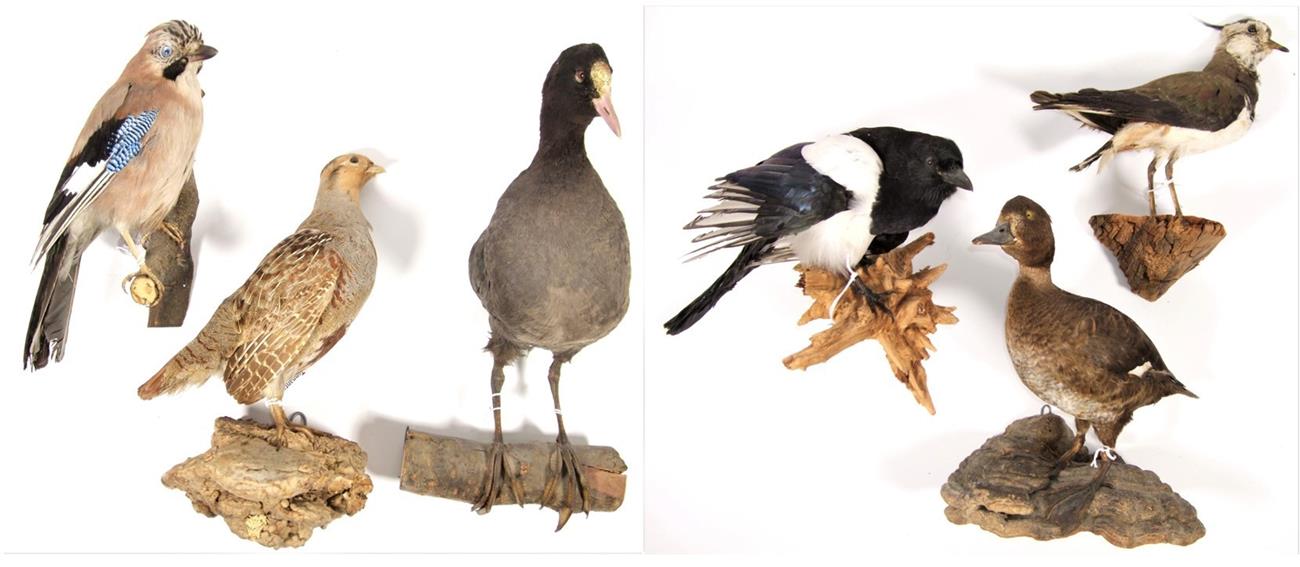 Taxidermy: European Countryside Birds, circa late 20th century, comprising - Jay, English Grey