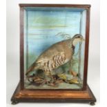 Taxidermy: A Cased Red-Legged Partridge (Alectoris rufa), a full mount adult stood upon painted faux