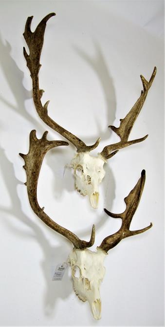 Antlers/Horns: European Fallow Deer (Dama dama), two sets of adult antlers on upper skulls, together - Image 3 of 5