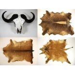 Horns/Hides: Cape Buffalo Skull (Syncerus caffer), circa late 20th century, large adult horns on
