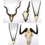 Antlers/Horns: African Hunting Trophy Horns, circa 1980's, a selection of various trophy horns to