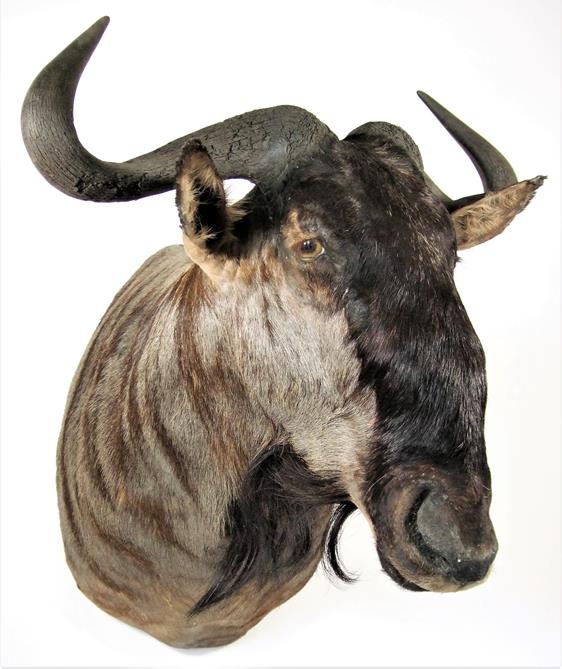 Taxidermy: Blue Wildebeest (Connochaetes taurinus), modern, South Africa, high quality adult bull