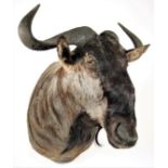 Taxidermy: Blue Wildebeest (Connochaetes taurinus), modern, South Africa, high quality adult bull