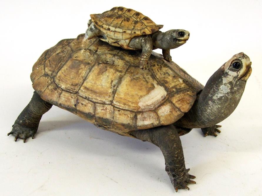 Taxidermy: Aquatic Turtle, circa 1900, a full mount adult stood with head raised, a juvenile full