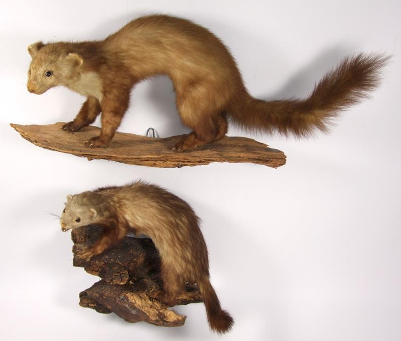 Taxidermy: European Countryside Animals, circa late 20th century, a varied selection to include - - Image 2 of 3