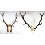 Antlers/Horns: European Red Deer (Cervus elaphus), circa late 20th century, adult stag antlers on