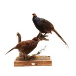 Taxidermy: A Pair of Melanistic Pheasants (Phasianus colchicus), modern, by George C. Jamieson,