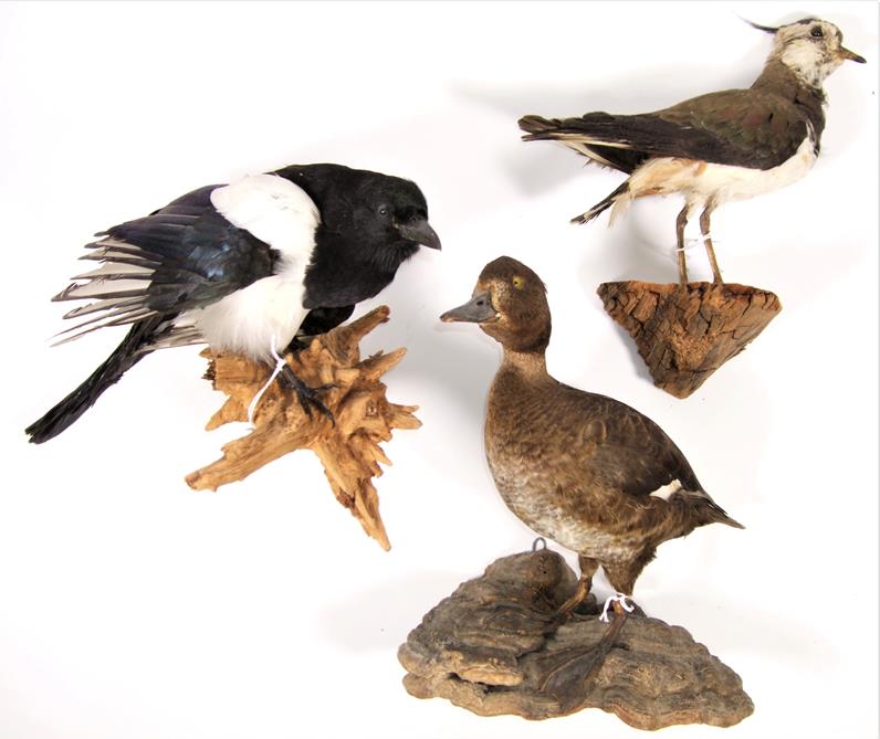 Taxidermy: European Countryside Birds, circa late 20th century, comprising - Jay, English Grey - Image 2 of 3