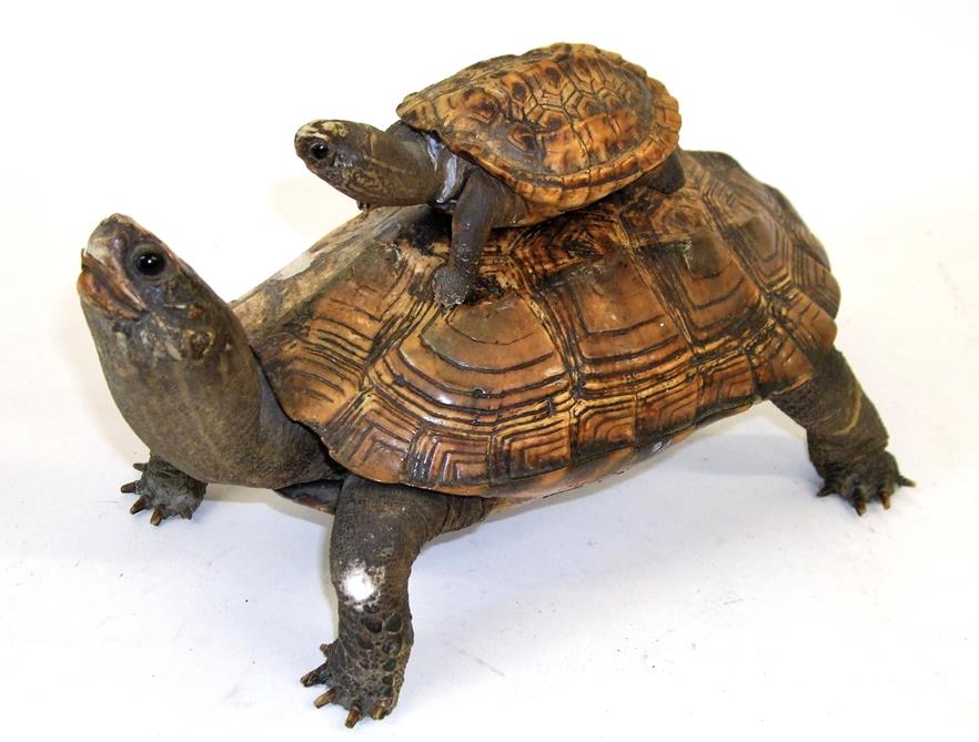 Taxidermy: Aquatic Turtle, circa 1900, a full mount adult stood with head raised, a juvenile full - Image 2 of 2