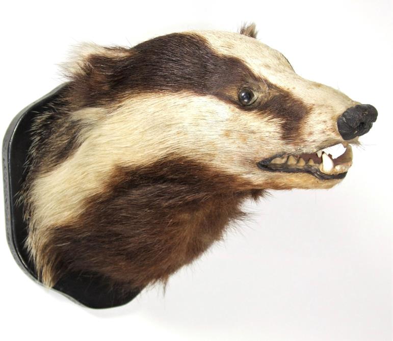 Taxidermy: Badger Mask and Wolperdinger, circa late 20th century, a European Badger mask looking - Image 3 of 4